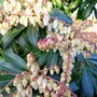 Pieris japonica (Lily of the valley bush)