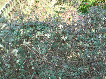 Clematis cirrhosa var balearica 1 (Clematis cirrhosa)