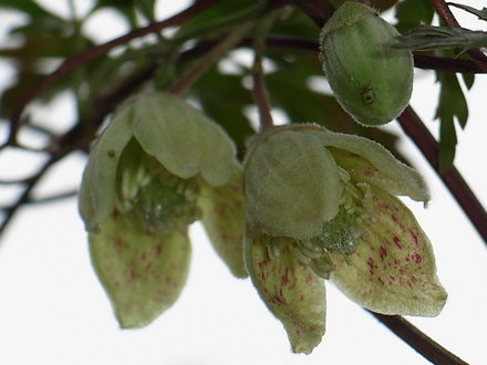 Clematis_cirrhosa_var_balearica_2.jpg (Clematis cirrhosa)