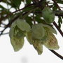 Clematis_cirrhosa_var_balearica_2