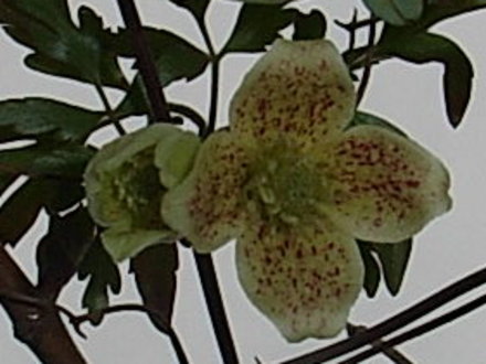 Clematis_cirrhosa_var_balearica_3.jpg (Clematis cirrhosa)