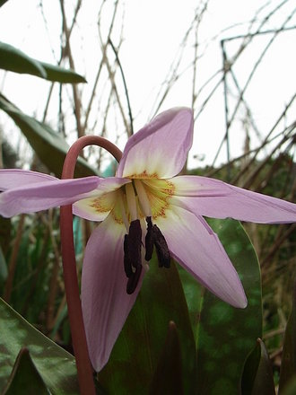 Erythronium dens-canis open flower (Erythronium dens-canis (Dog Tooth Violet))
