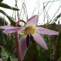 Erythronium_dens-canis_2