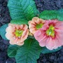 Primula