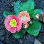Primula