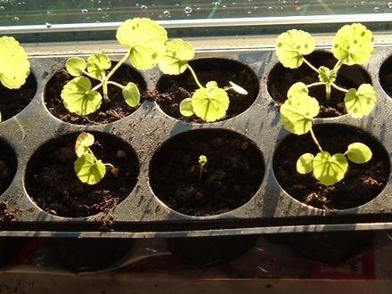 Geraniums 