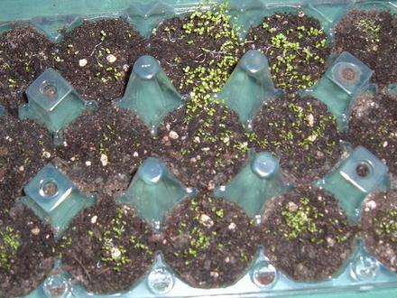 Lobelia ( String of pearl )