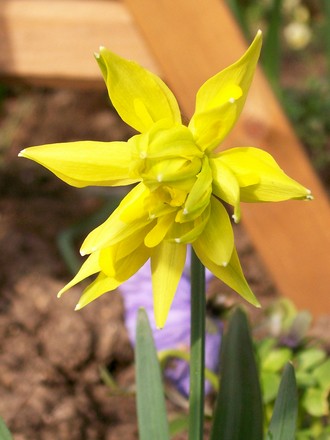 Rip van Winkle (Narcissus)