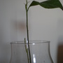 Persea americana