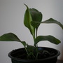 Aglaonema_modestum