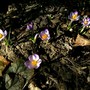 Crocus 25 feb 2008
