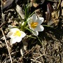 Crocus 25 Feb 2008 (crocus botanica)