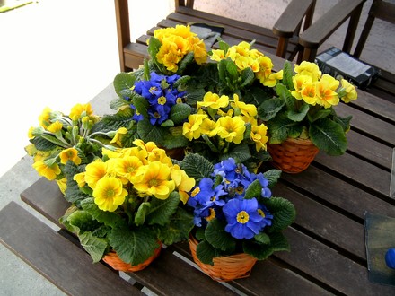 Primulas. Gift from Romania. 25 Feb 2008 (Primula variabilis)