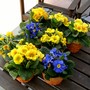 Primula variabilis