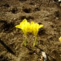 Iris reticulata (Iris)