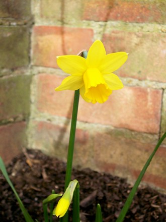 Tete a Tete (narcissus)