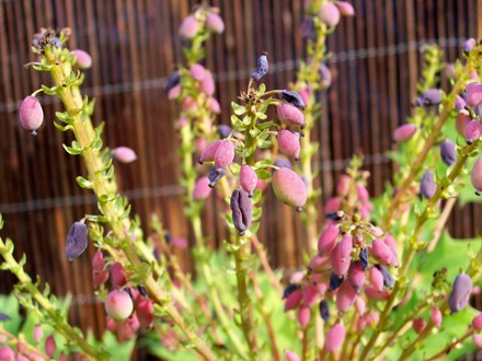 Mahonia fruit (Mahonia japonica (Mahonia))