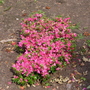 Greenwich Park 2