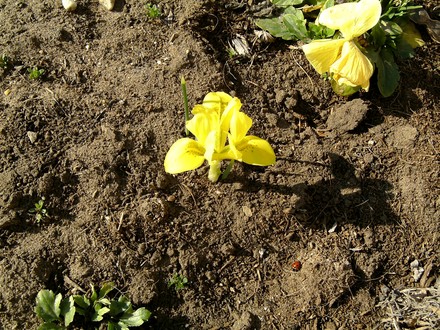 Spot the ladybird (Iris reticulata (Iris))