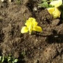 Iris reticulata (Iris)