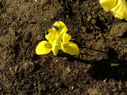 Spot the hoverfly (Iris reticulata (Iris))