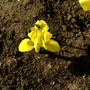 Iris reticulata (Iris)