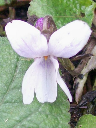 Little white Violet (Viola odorata (Banaf Shah))