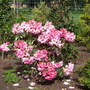 Greenwich Park 3