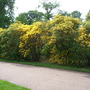 Greenwich4