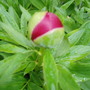 Rododendrum
