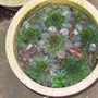 Houseleek2