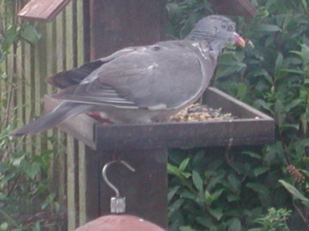 Pigeon got there