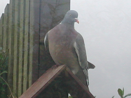 On top of the bird feeder