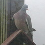 On_top_of_the_feeder