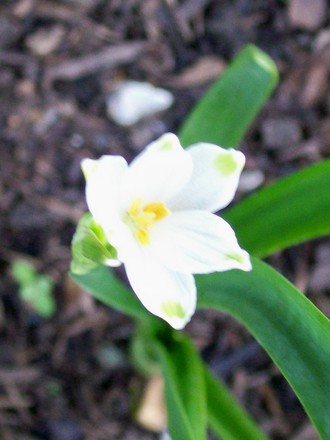 my early snowflake (Leucojum aestivum)