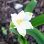 my early snowflake (Leucojum aestivum)