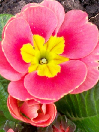 beautiful Primula (Primula)