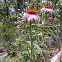 A garden flower photo