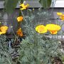 A garden flower photo