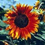 A garden flower photo