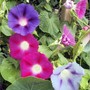 A garden flower photo
