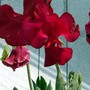 A garden flower photo