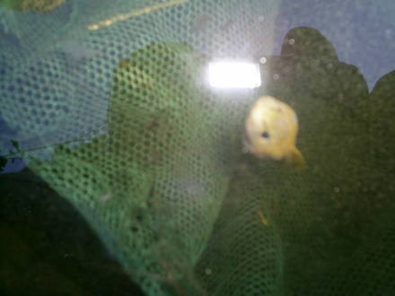 baby salamanda