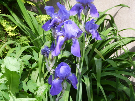 Bearded Iris