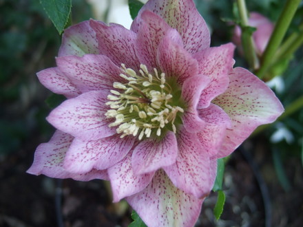 Double Hellebore (Helleborus x hybridus)