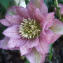 Helleborus x hybridus