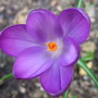 Purple_crocus_2