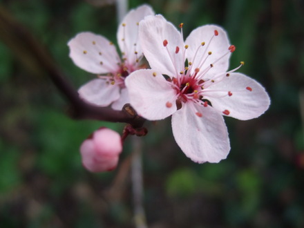 Blossom opening on my flowering tree. (Prunus cerasifera (Purple plum))