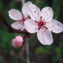 Tree_blossom_1