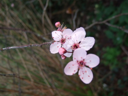Blossom (Prunus cerasifera (Purple plum))